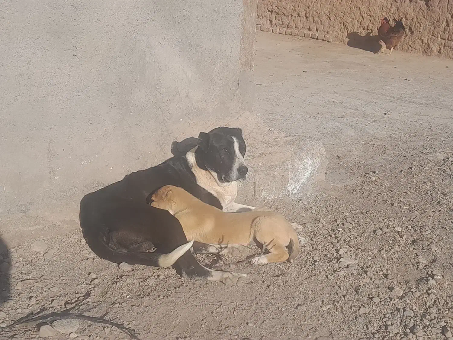 سگ ماده|سگ|میان جلگه, |دیوار