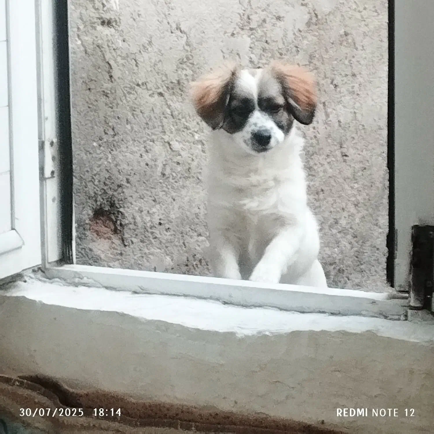 سگ اشپیتز|سگ|اردبیل, |دیوار