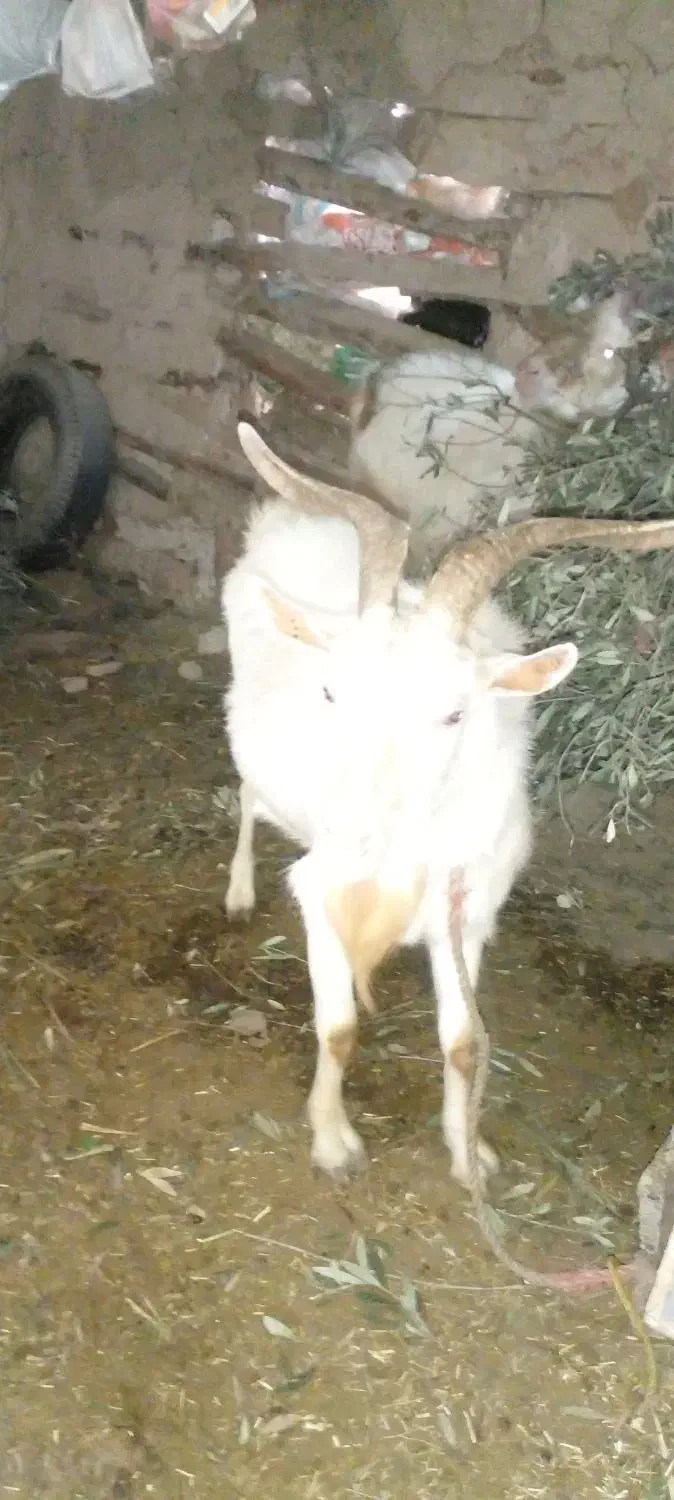 بز   نژاد سانن  دو رآس  پاجن  ا|حیوانات مزرعه|توتکابن, |دیوار