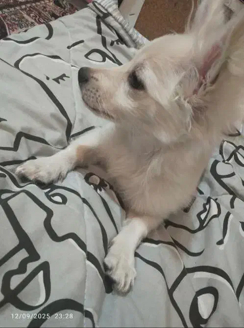 سگ پامر اشپیتز|سگ|کرمان, |دیوار