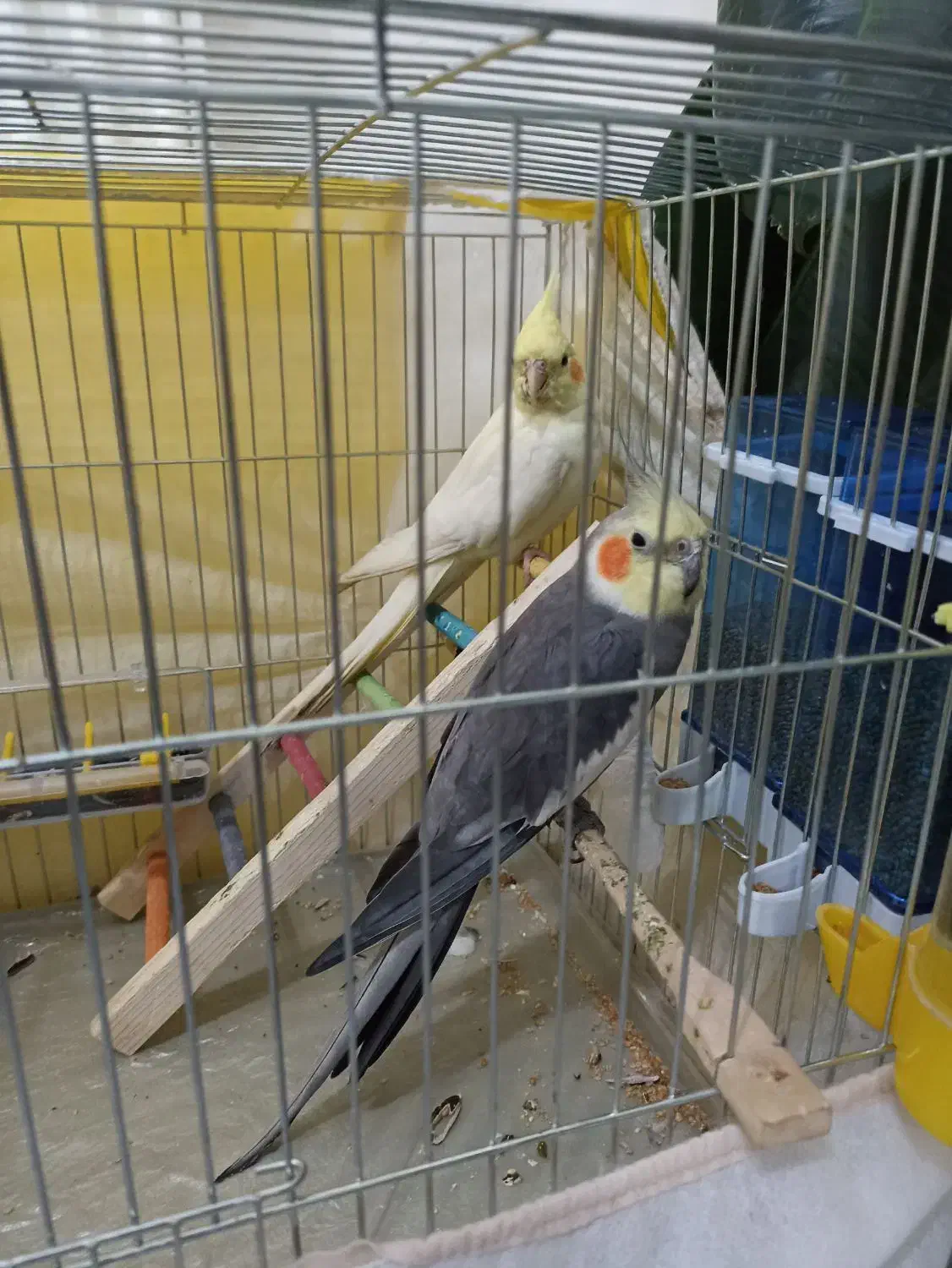 عروس هلندی|پرنده|پیرانشهر, |دیوار