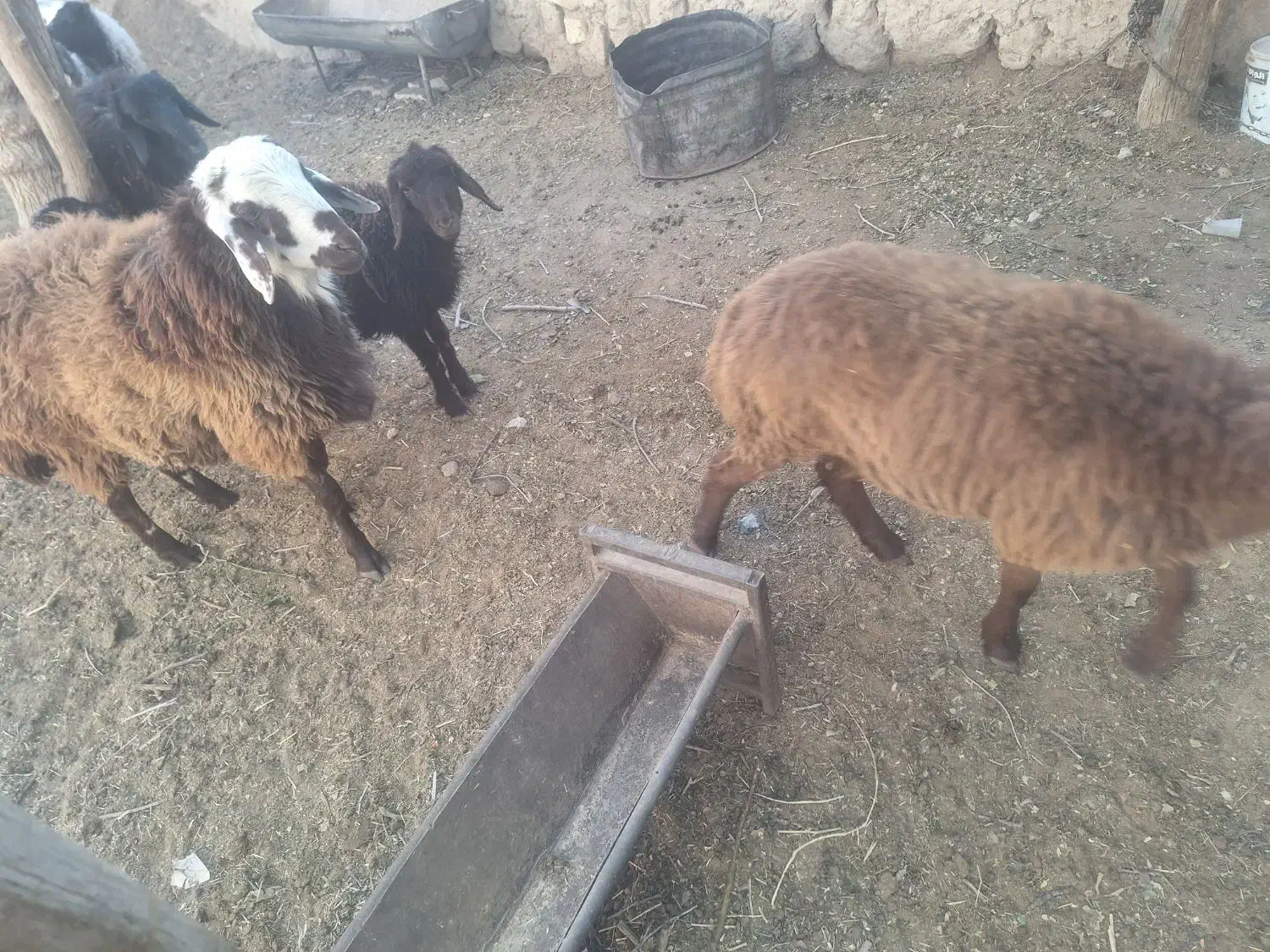 فروش بره نر وماده|حیوانات مزرعه|شاهرود, |دیوار