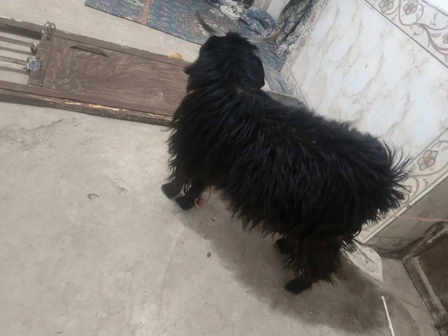 کره نر|حیوانات مزرعه|زابل, |دیوار