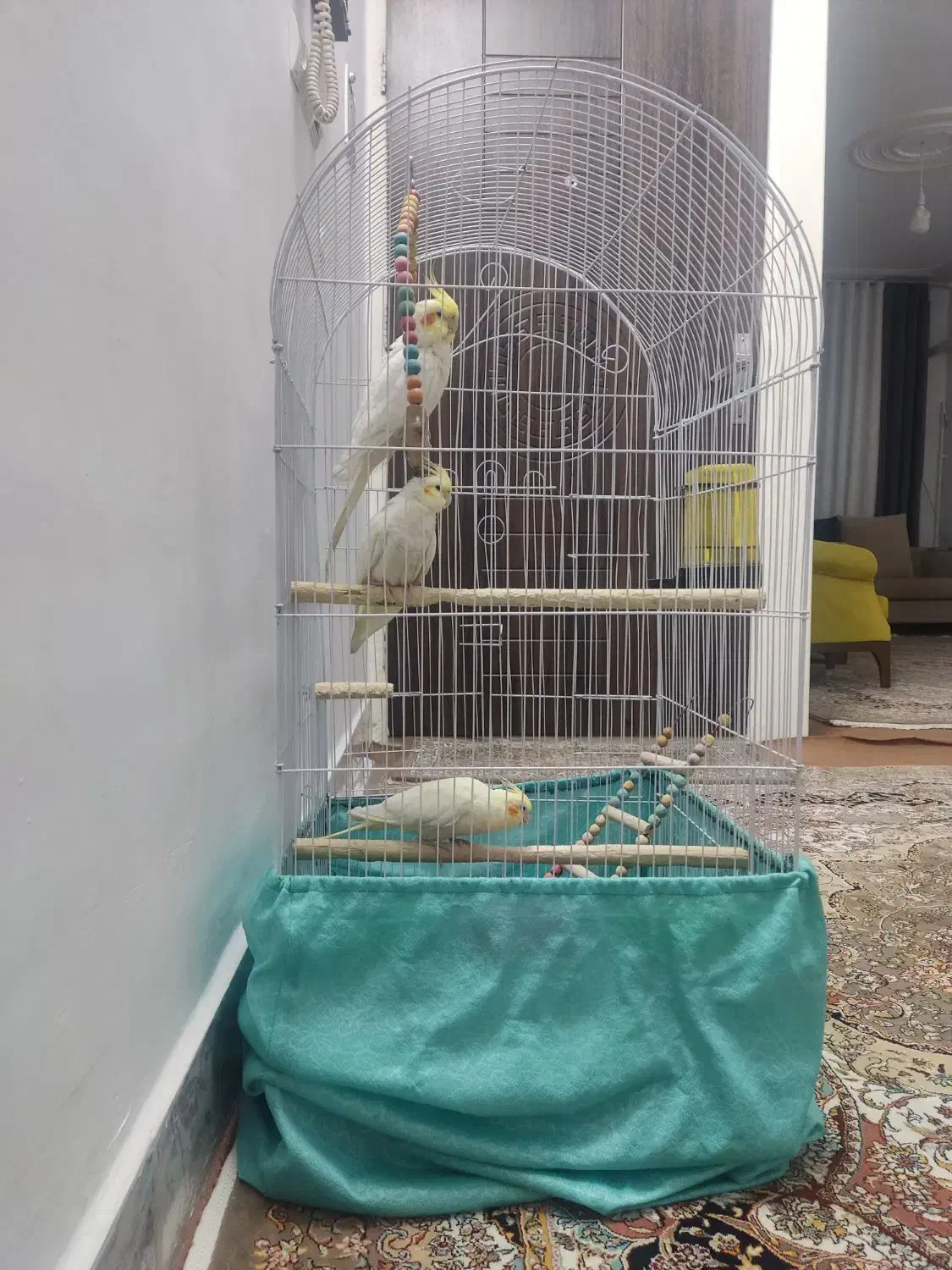 3عدد عروس هلندی نر وماده بسیار سالم|پرنده|تهران, دانشگاه شریف|دیوار