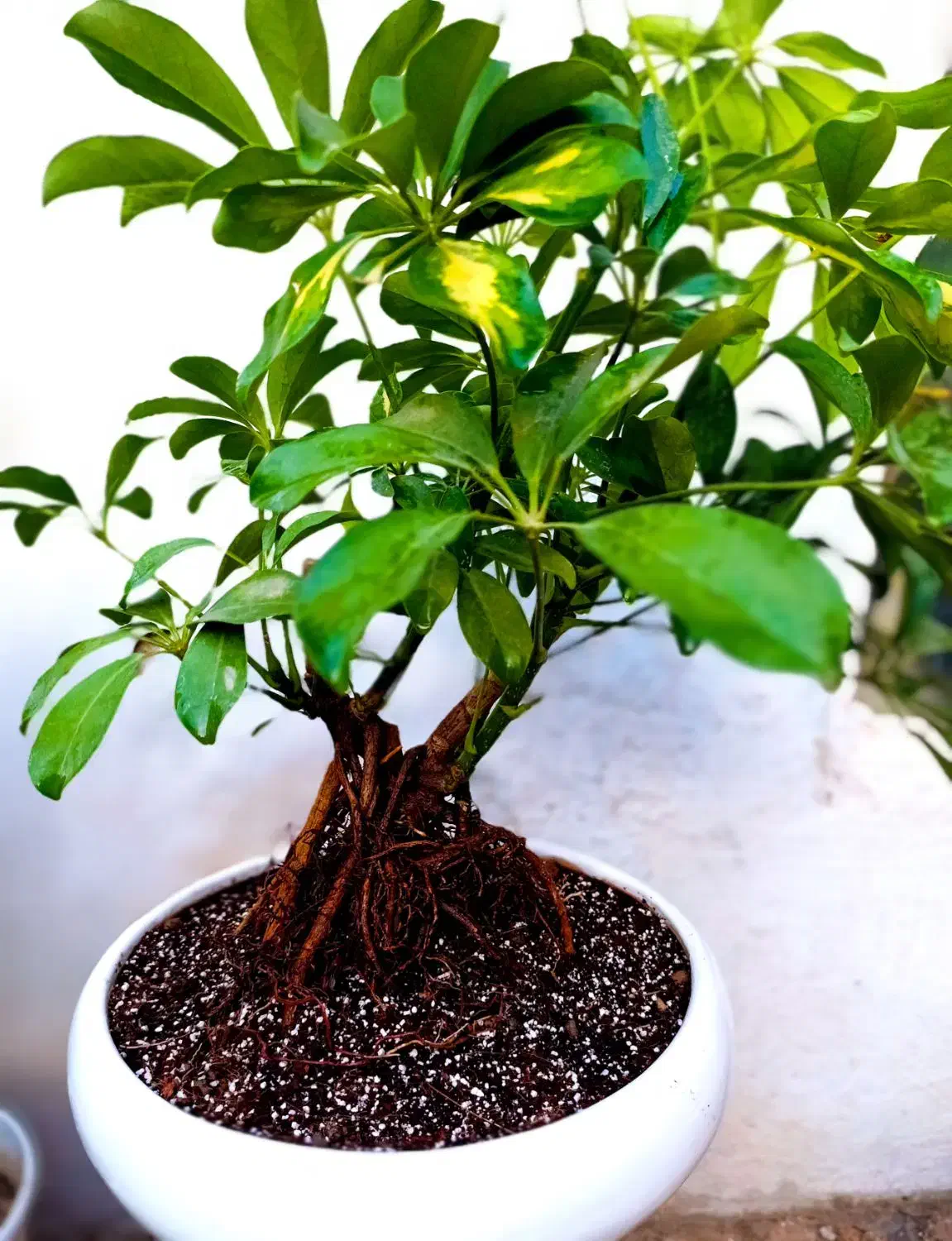 مجموعه ویژه گل‌های آپارتمانی و تراریوم|خدمات باغبانی و درختکاری|شیراز, حافظیه|دیوار