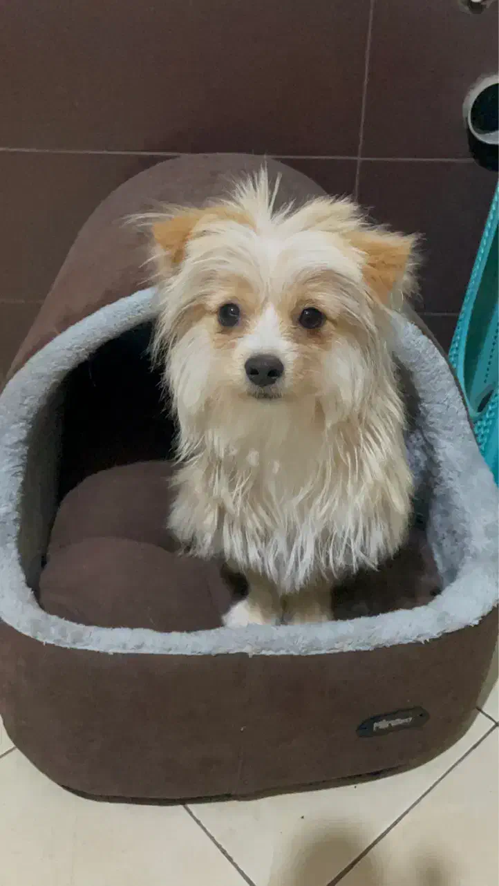 سگ پوماپو|سگ|تاکستان, |دیوار