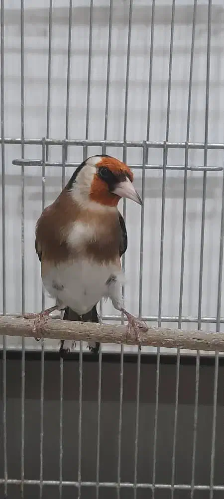 سهره|پرنده|تهران, شهید رجایی|دیوار