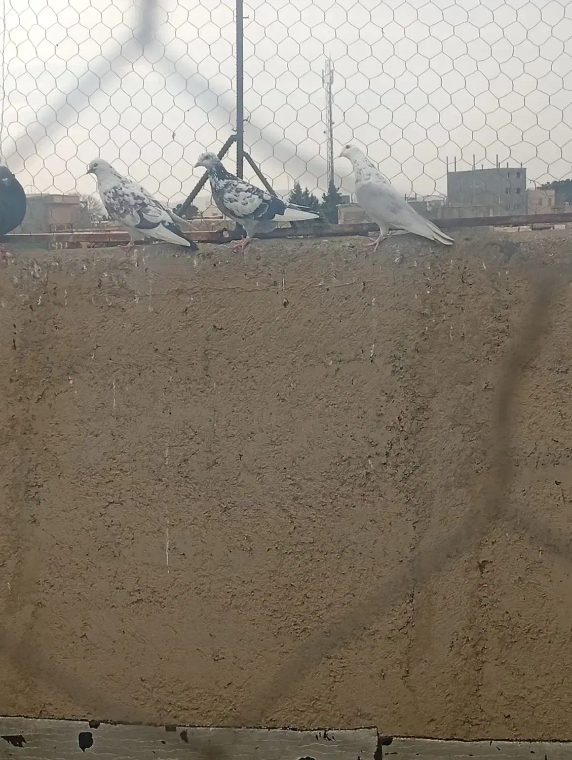 کبوتر|پرنده|رباط‌کریم, منجیل آباد|دیوار