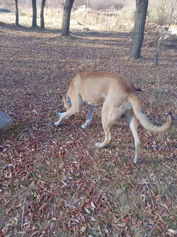 سگ سرابی|سگ|هشترود, |دیوار