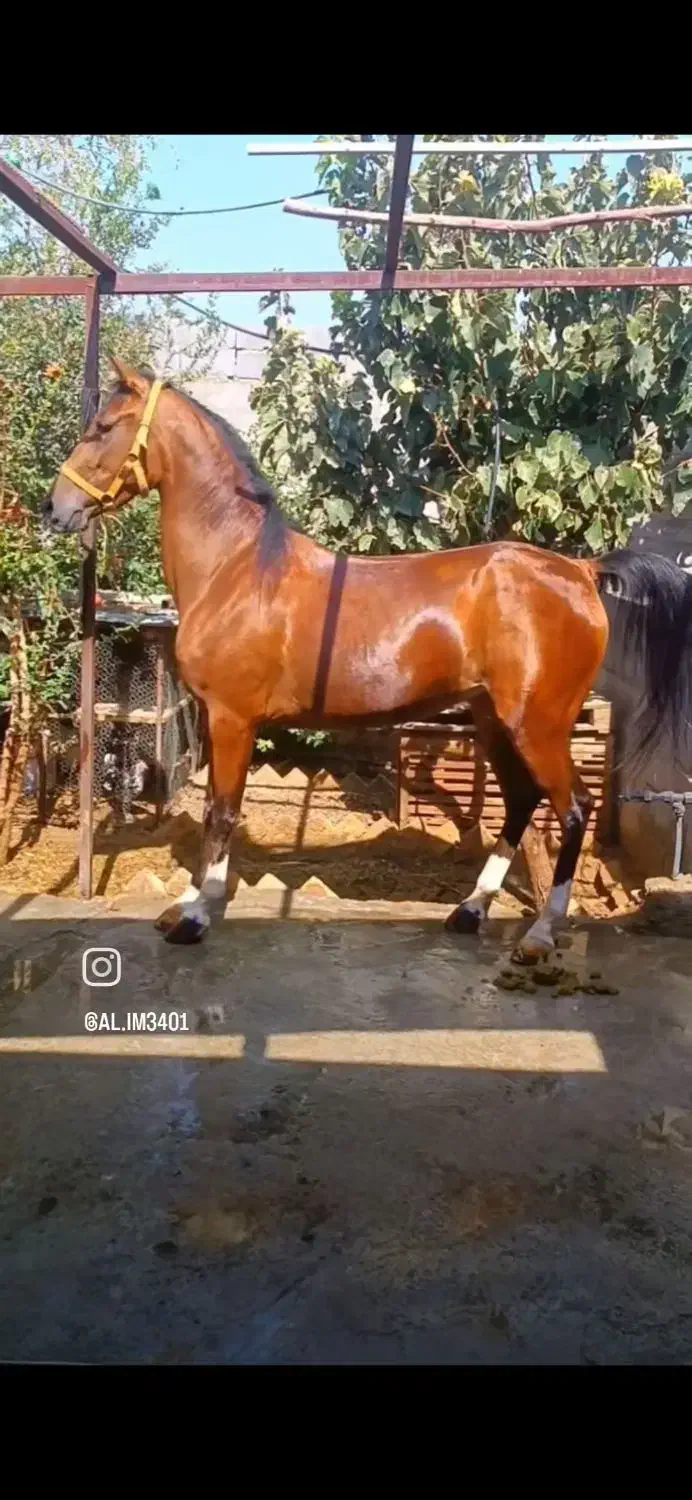 اسب مادیون با کره مادیون ۴ماهه مدرک دار|اسب و تجهیزات اسبسواری|یزد, |دیوار