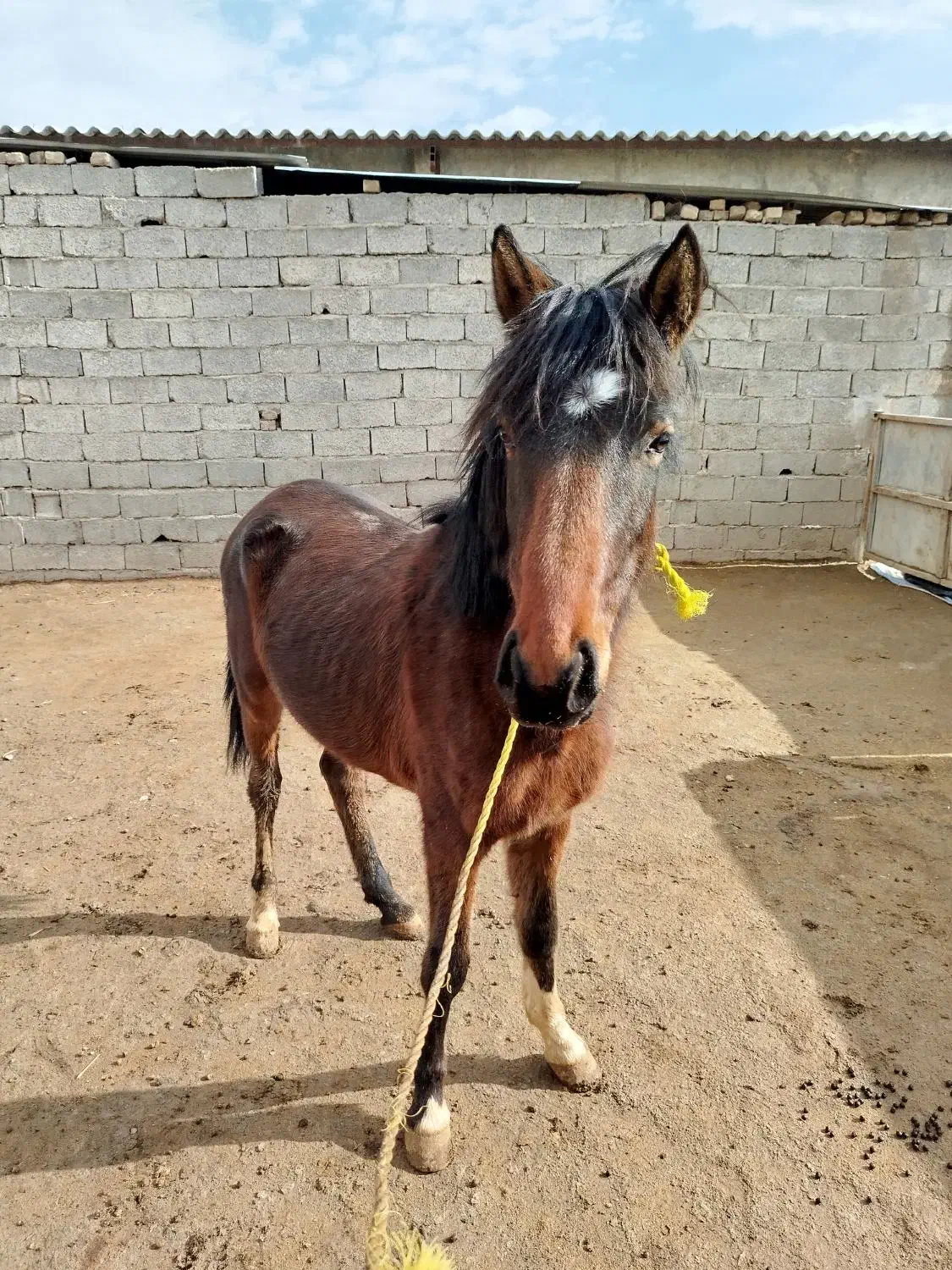 اسب 17ماهه|اسب و تجهیزات اسب‌سواری|هشتگرد, ینگی امام|دیوار