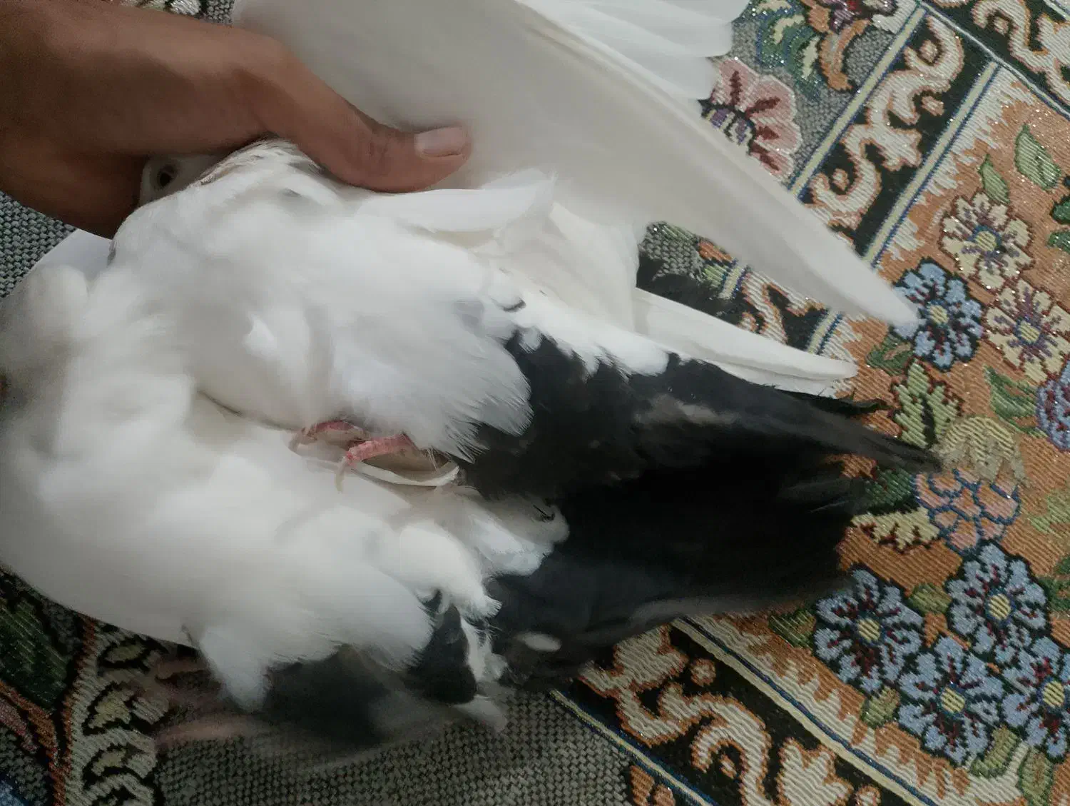 دمسیا کاکل|پرنده|ریگان, |دیوار