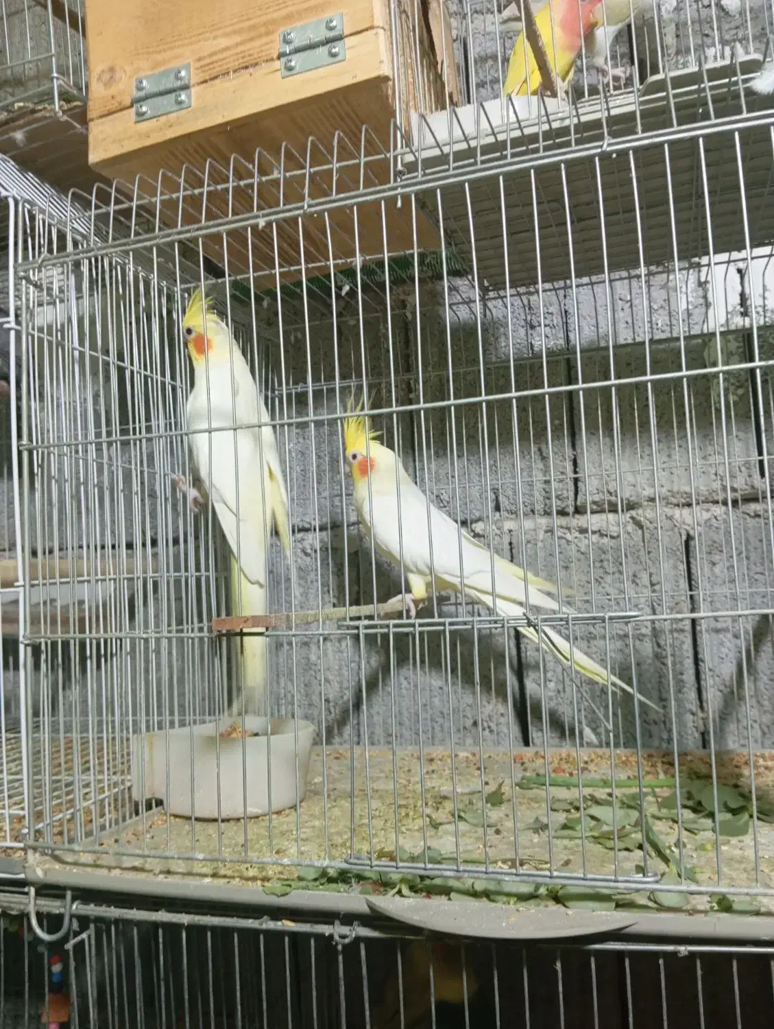 عروس هلندی تک و بالغ، در اب پخش|پرنده|آبپخش, |دیوار