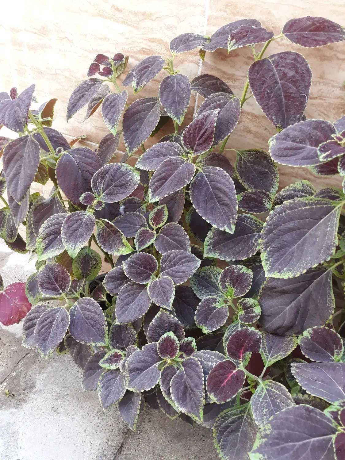 گل حسن یوسف|گل و گیاه طبیعی|شهریار, شهرک بهاران (ویره)|دیوار