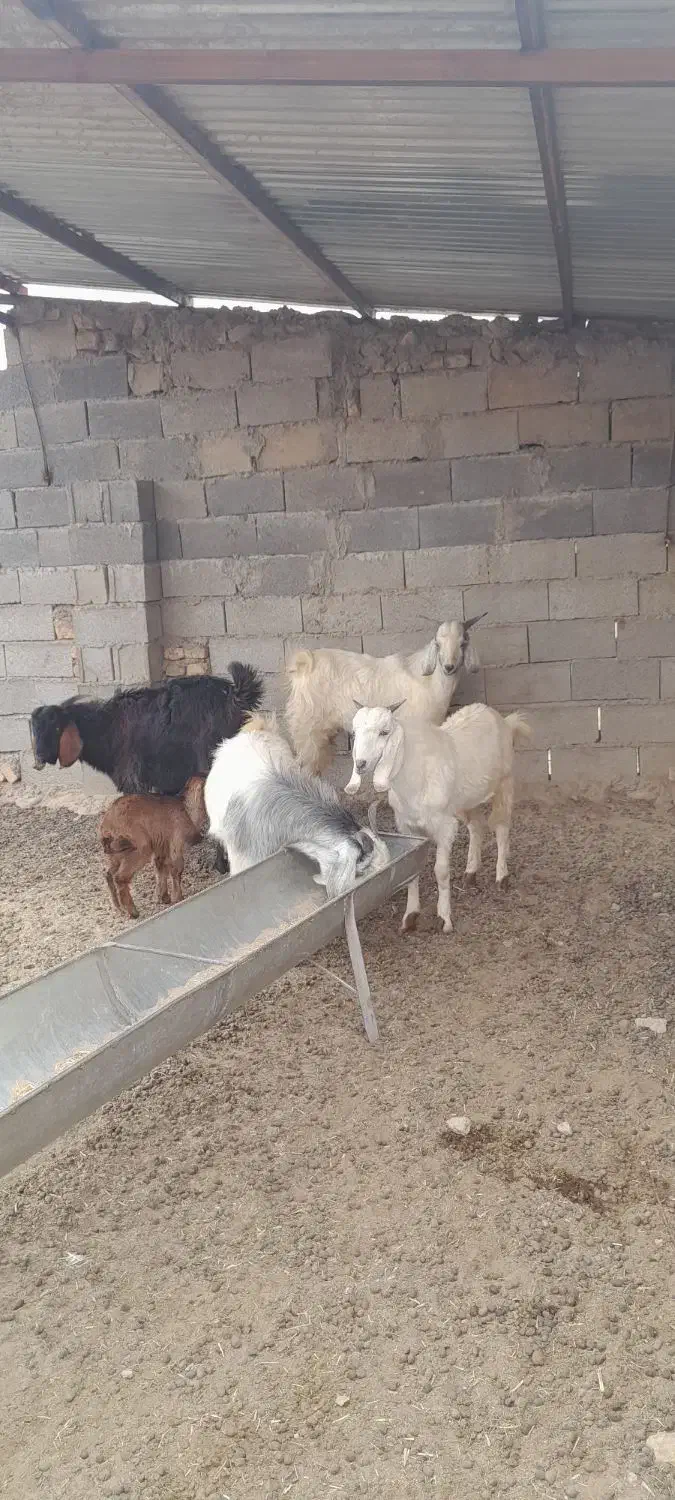 سلام ۴ بزغاله دارم برای فروش|حیوانات مزرعه|گنبد کاووس, |دیوار
