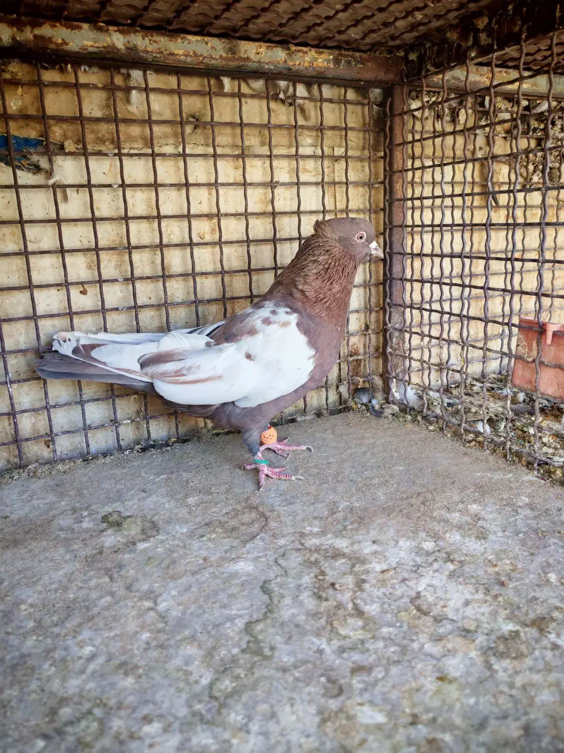 سبز هل پاپر و سینه تافته ای|پرنده|شیراز, رکنآباد|دیوار