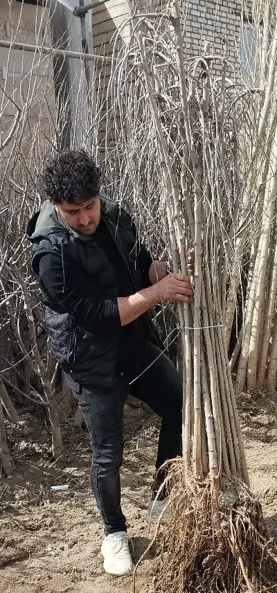 نهالستان فراز نهال /انواع نهال پیوندی /گردو انگور|گل و گیاه طبیعی|نوشهر, |دیوار