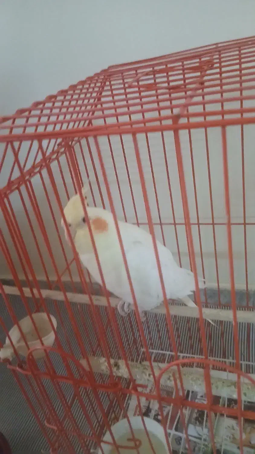 عروس هلندی درجه 1 رام|پرنده|ری, شهرک نظامی|دیوار