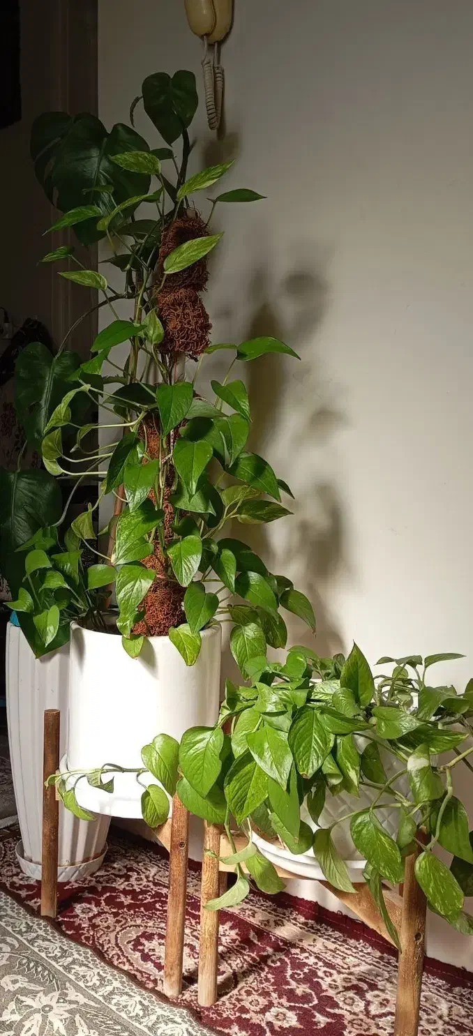 گل طبیعی|گل و گیاه طبیعی|پاکدشت, پاکدشت (مامازند)|دیوار