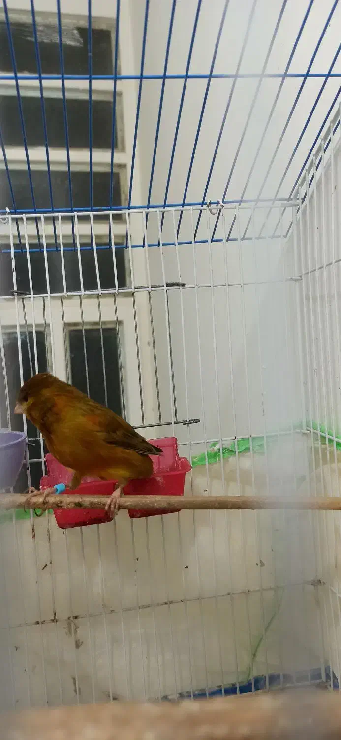 قناری نر|پرنده|بوشهر, |دیوار