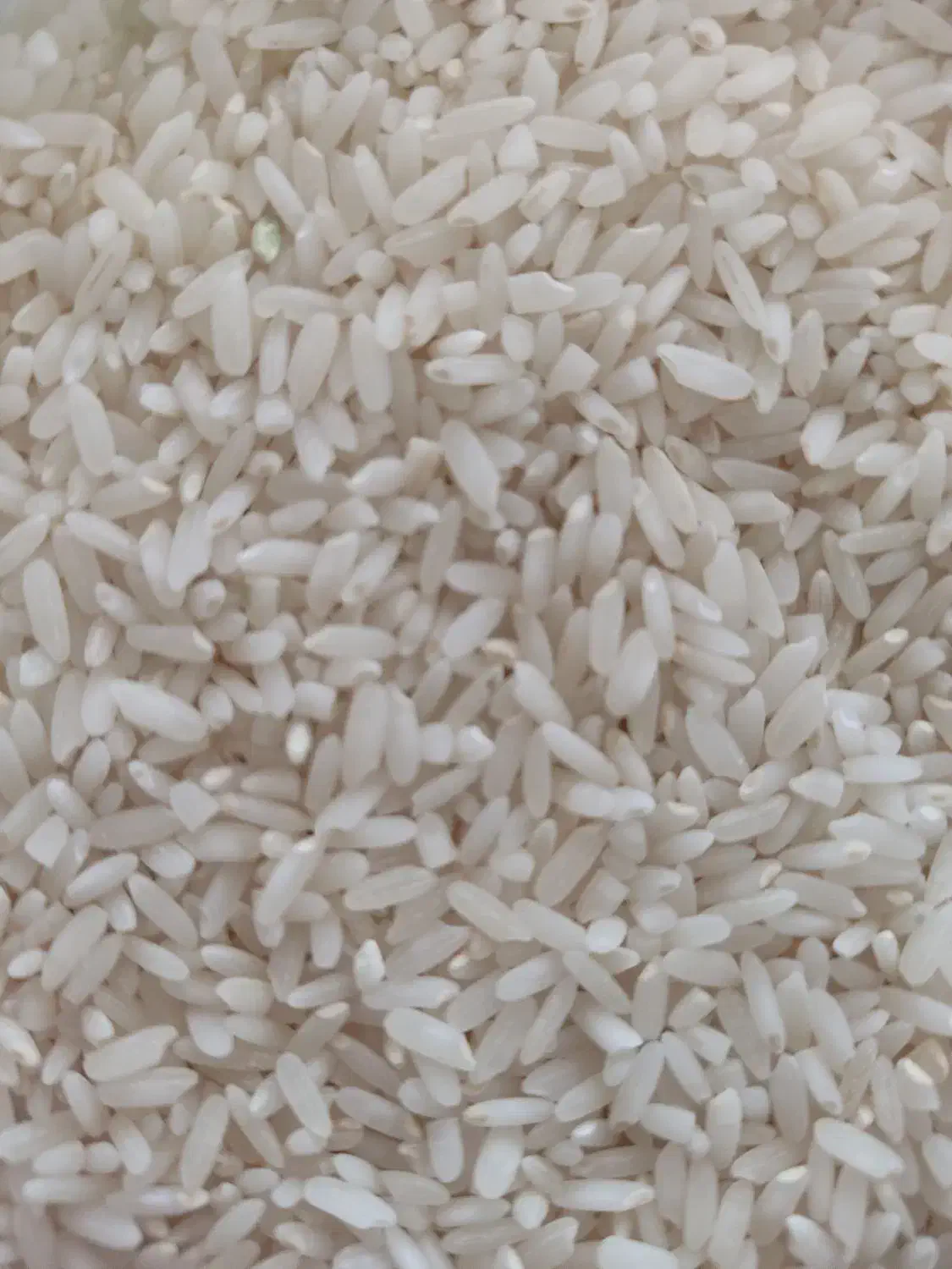 برنج لنجان صحرای نکوآباد|خوردنی و آشامیدنی|مبارکه, |دیوار