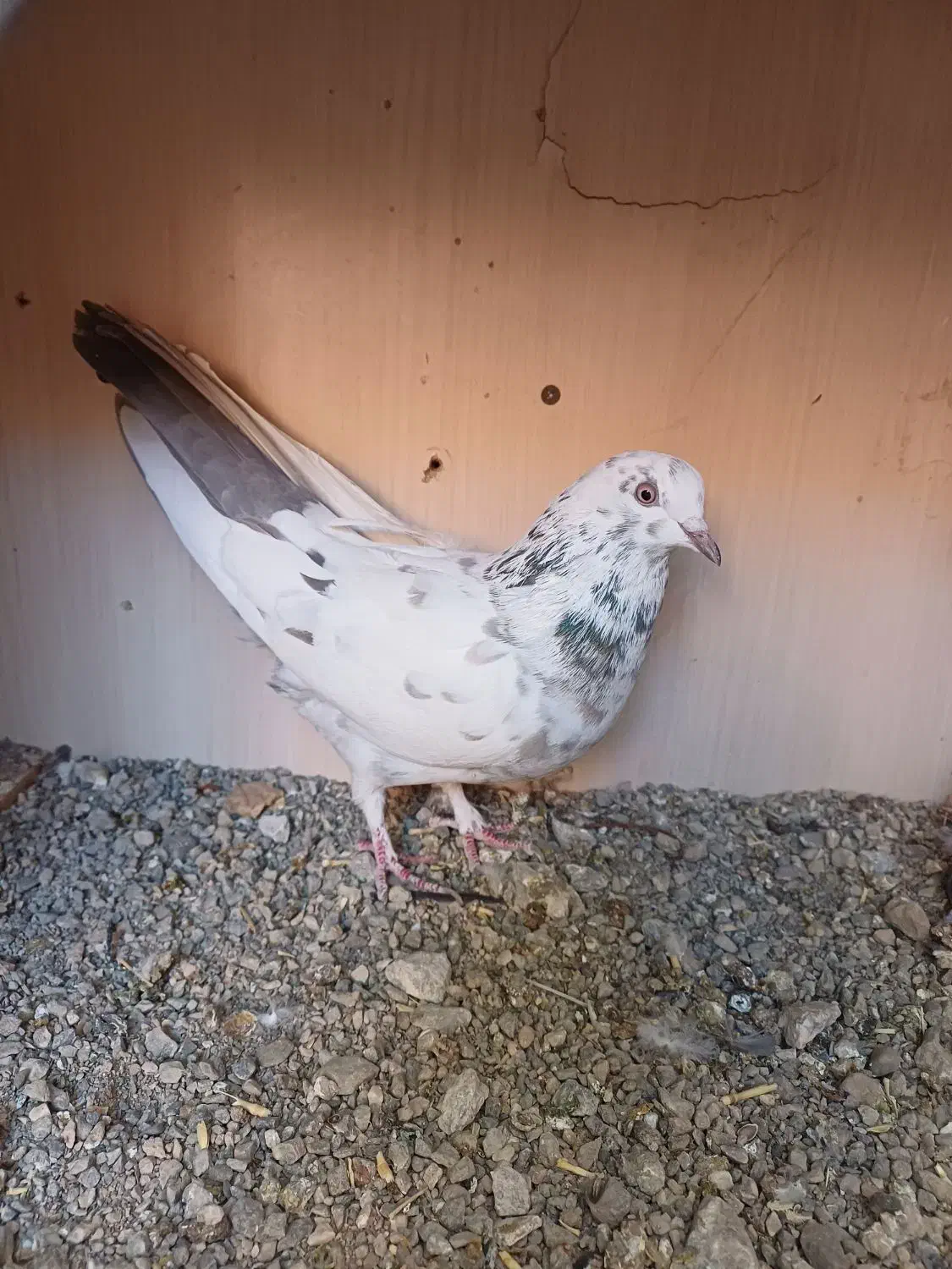 کبوتر ماده|پرنده|لاران, |دیوار