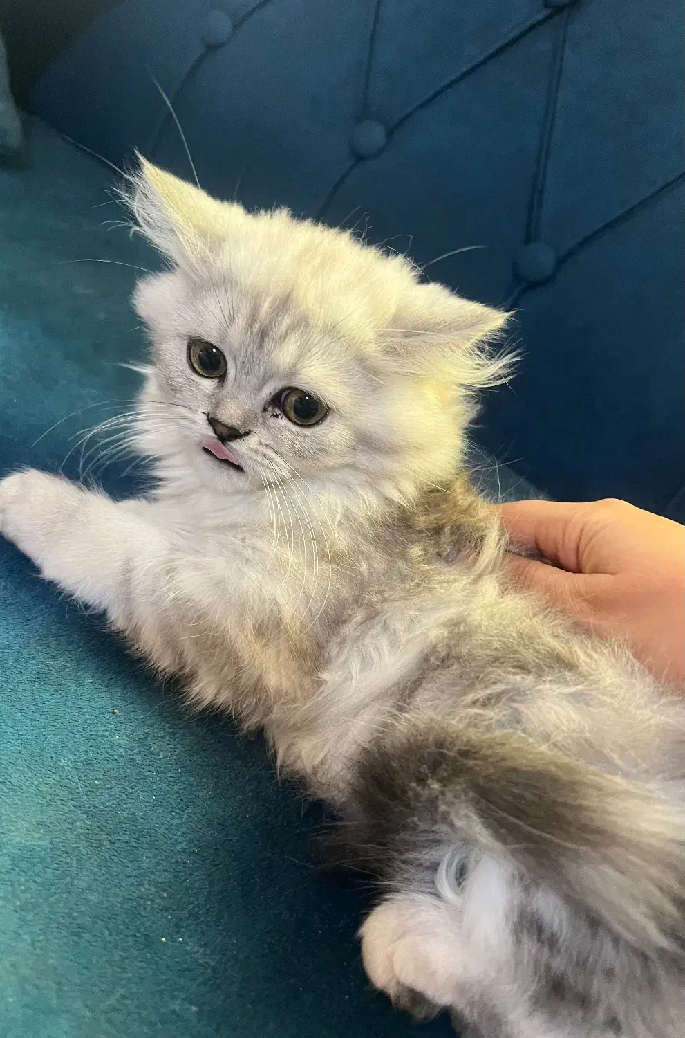 گربه ماده نژاد قوی پرشین چین چیلا|گربه|بندرعباس, |دیوار