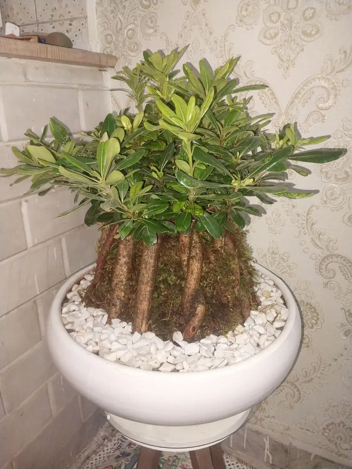 گل بنسای|گل و گیاه طبیعی|تهران, افسریه جنوبی|دیوار