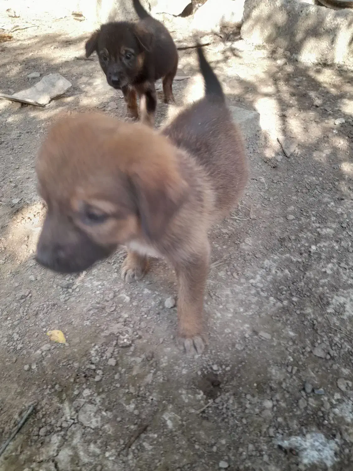 توله سگ|سگ|آکند, |دیوار