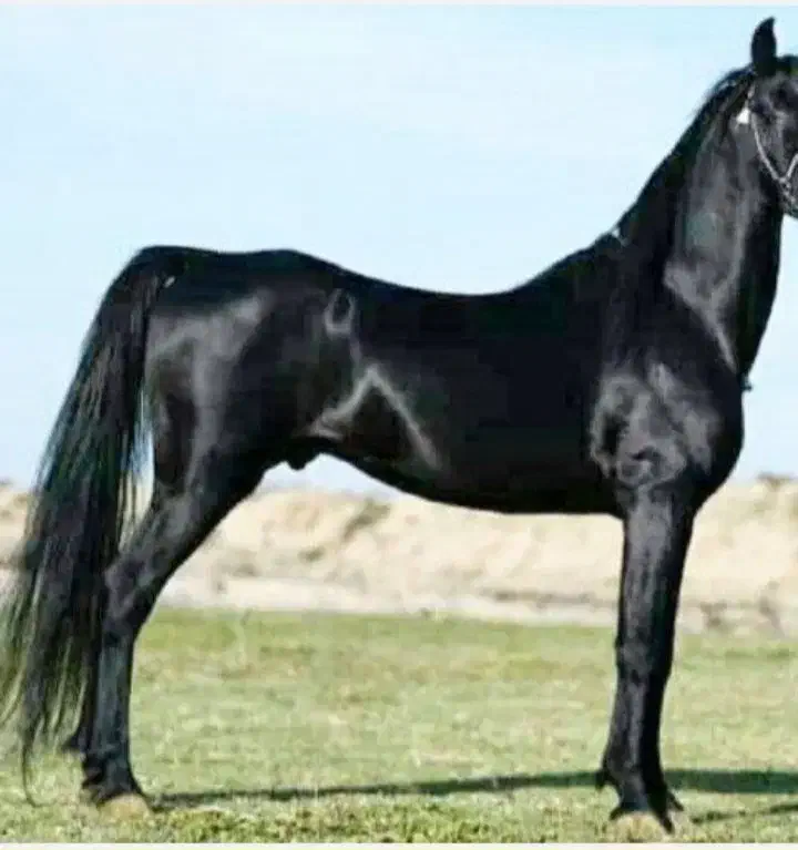 اسب آخال ایرانی با مدرک فدراسیونی|اسب و تجهیزات اسبسواری|مشهد, پایگاه شکاری|دیوار