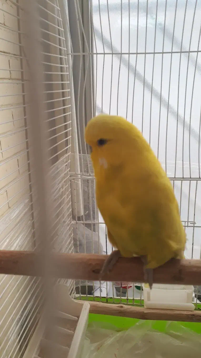 پرنده مرغ عشق انگلیسی|پرنده|اندیشه, اندیشه فاز ۳|دیوار