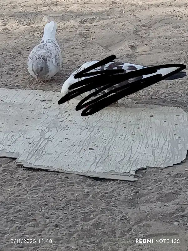 کبوتر ماده|پرنده|بندرعباس, |دیوار