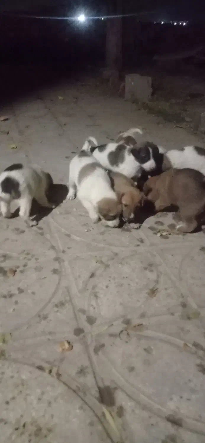 توله سگ|سگ|ورامین, ورامین|دیوار