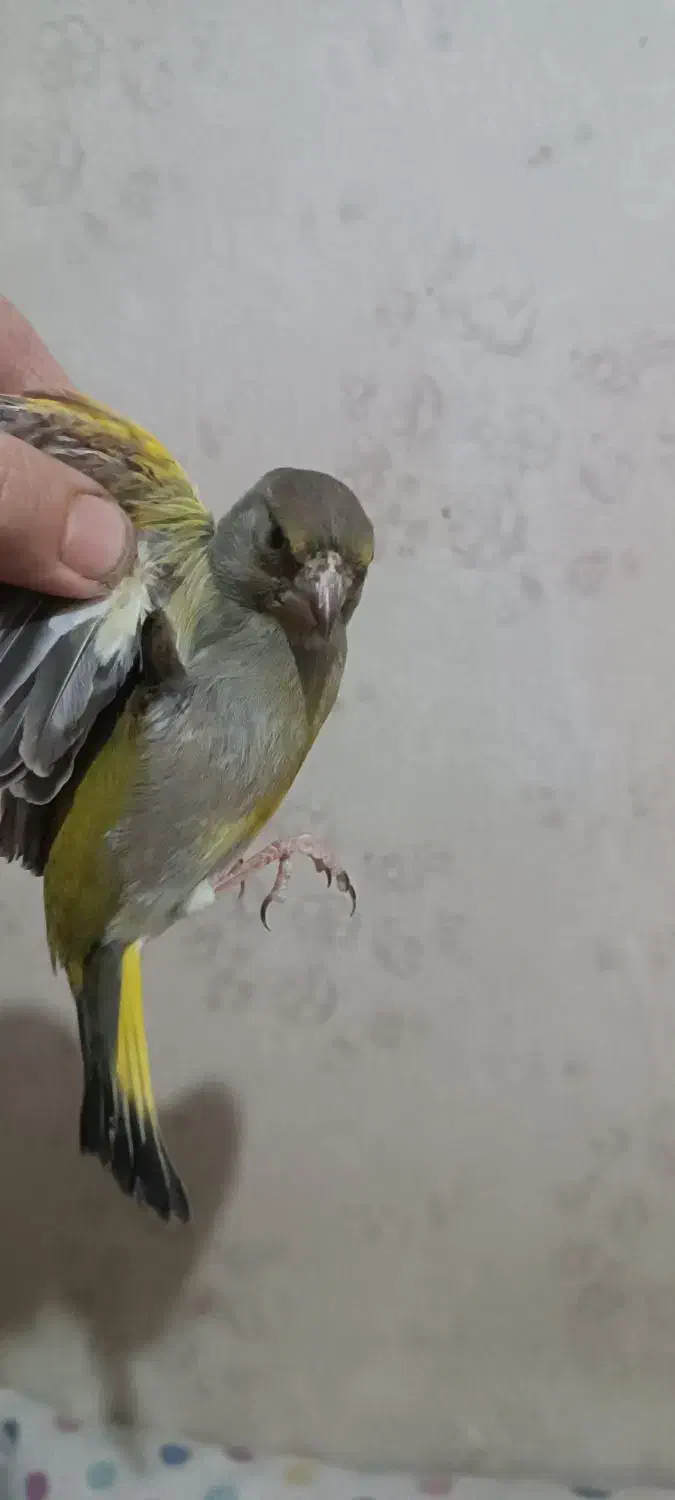 سهره سبز|پرنده|کرج, حصارک پایین|دیوار