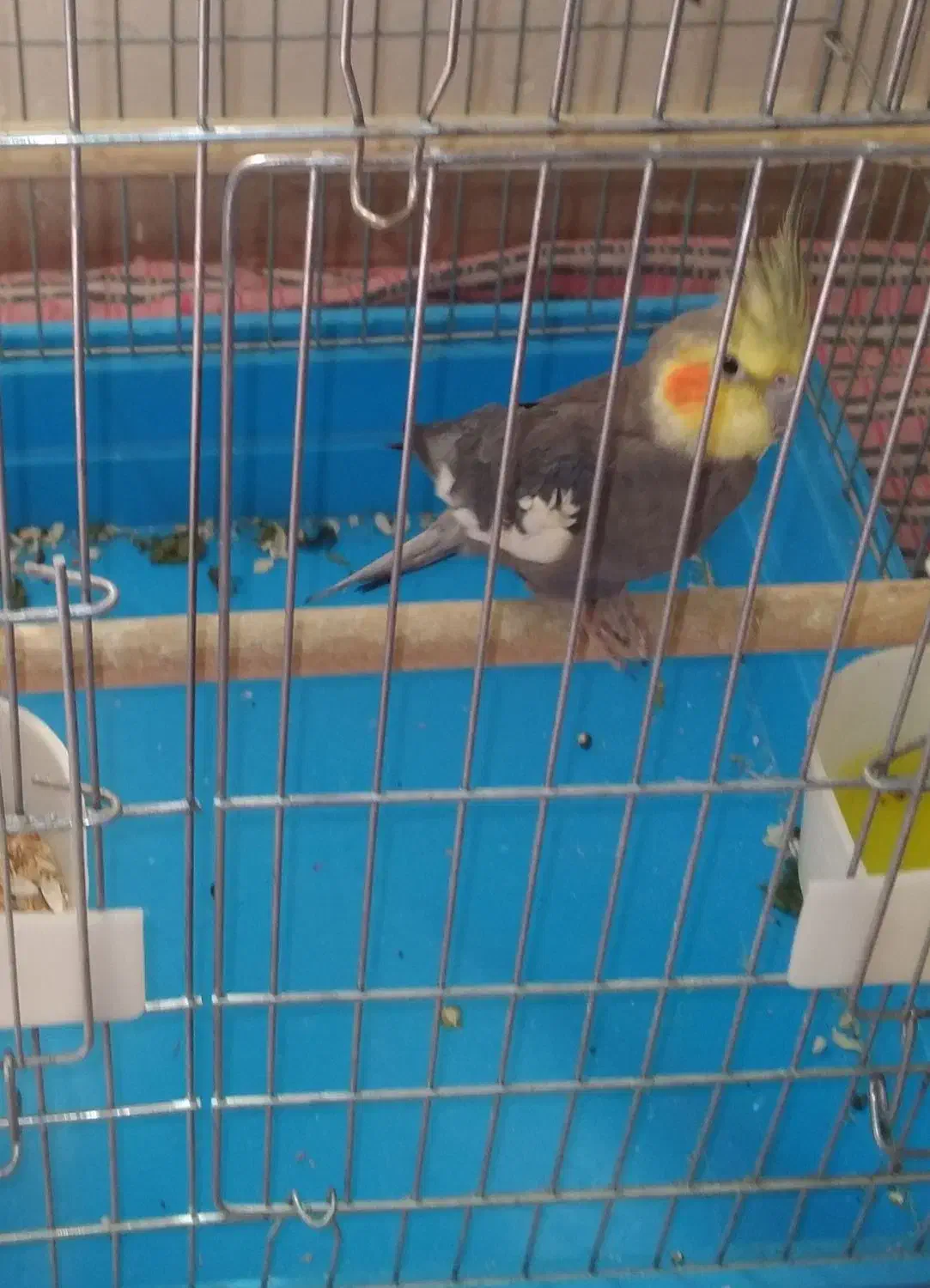 عروس هلندی گمشده|پرنده|محمدشهر, شهرک پیام (مهرالبرز)|دیوار