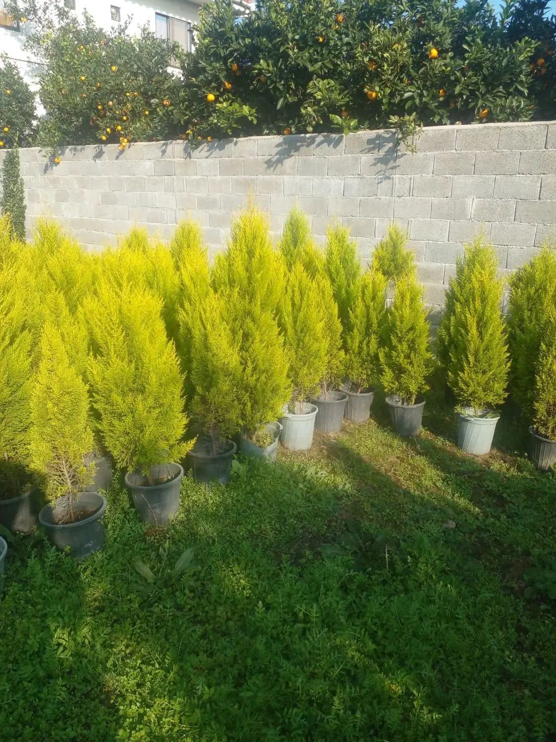 کاج سطل۱۰ ریشه پرس پیچسترون سطل۳|عمدهفروشی|چابکسر, |دیوار