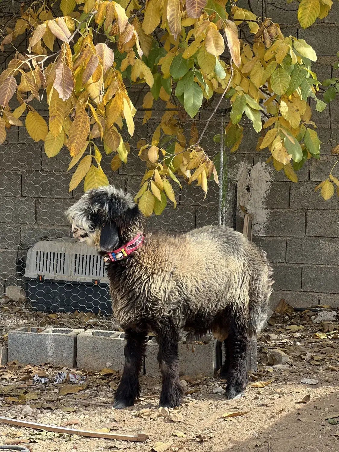 بره بذری خوش نژاد|حیوانات مزرعه|شیراز, گویم|دیوار