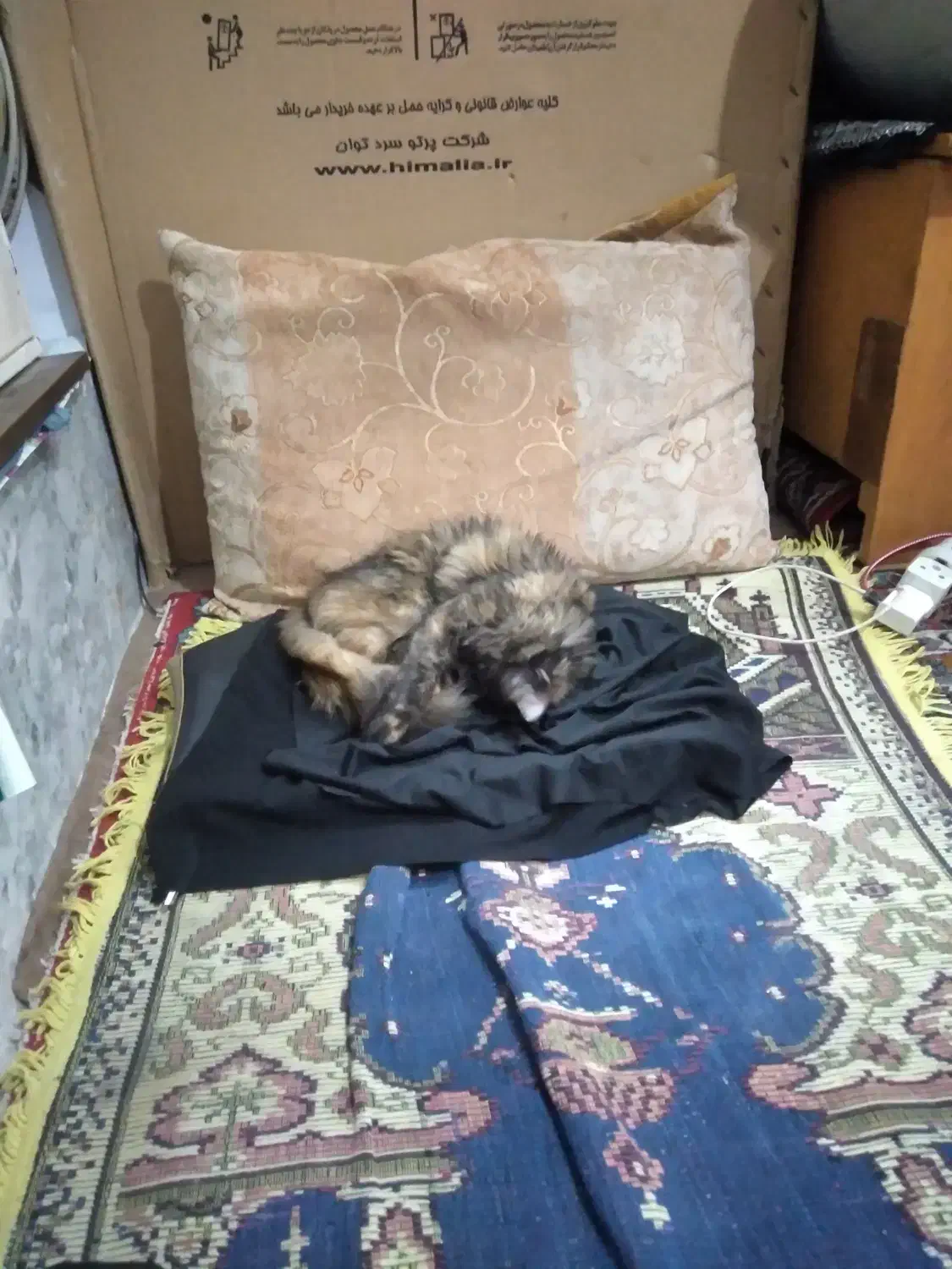 گربه پرشین|گربه|مشهد, رضاییه|دیوار