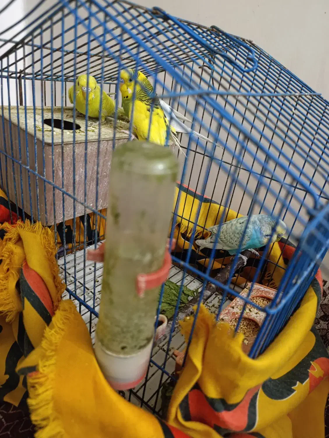 مرغ عشق|پرنده|لامرد, |دیوار