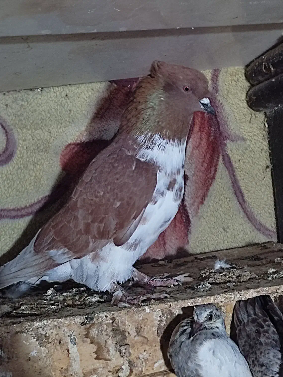 کبوتر غریب|پرنده|قرق, |دیوار