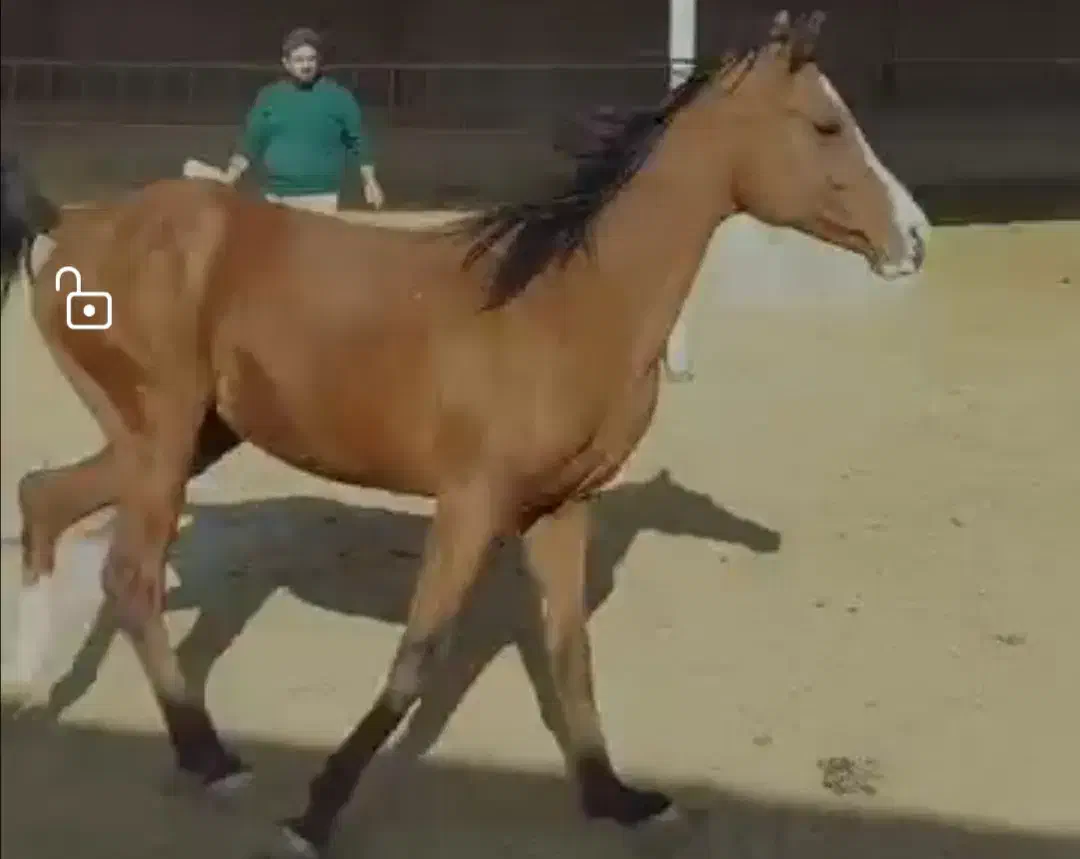 اسب عرب|اسب و تجهیزات اسبسواری|تهران, حر|دیوار