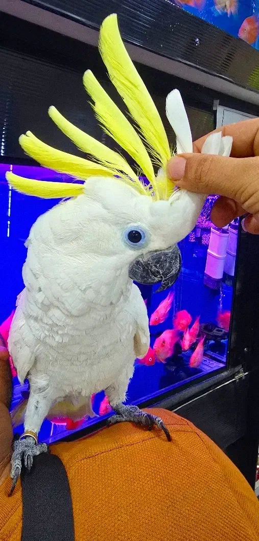 طوطی کاکادو|پرنده|اهواز, کوی جانبازان(دانش)|دیوار