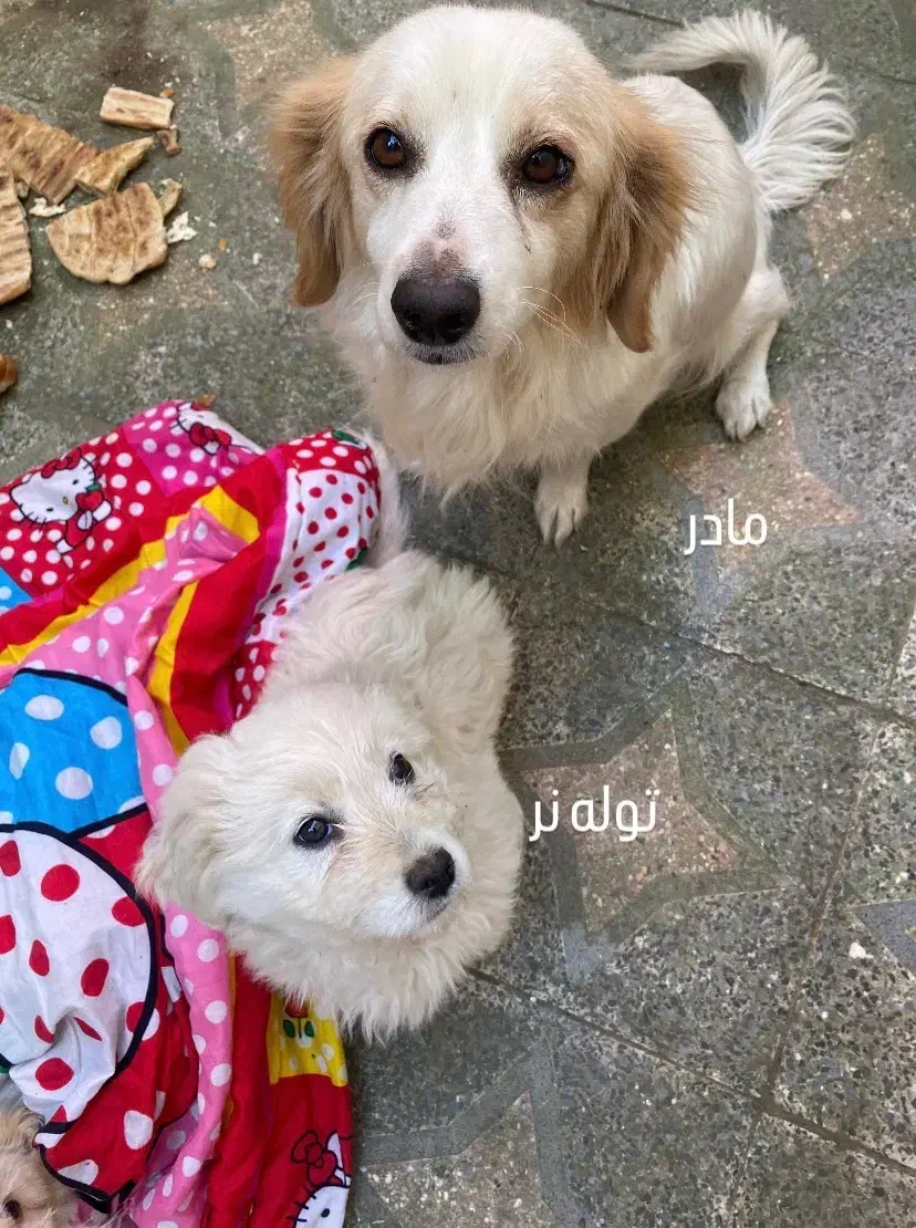 واگذاری سگ|سگ|رشت, نخودچر|دیوار