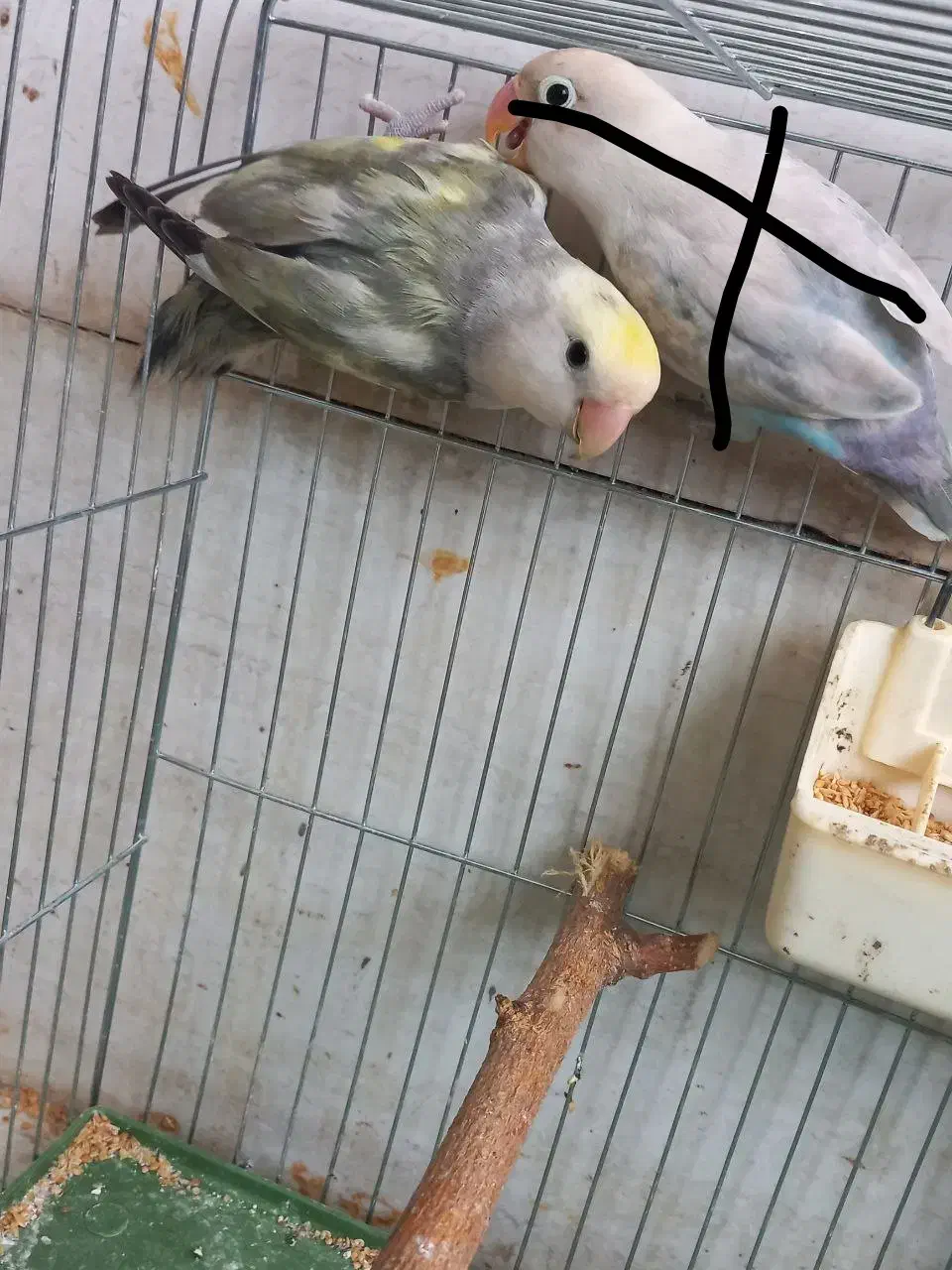 کوتوله برزیلی نر|پرنده|رشت, ولکس|دیوار