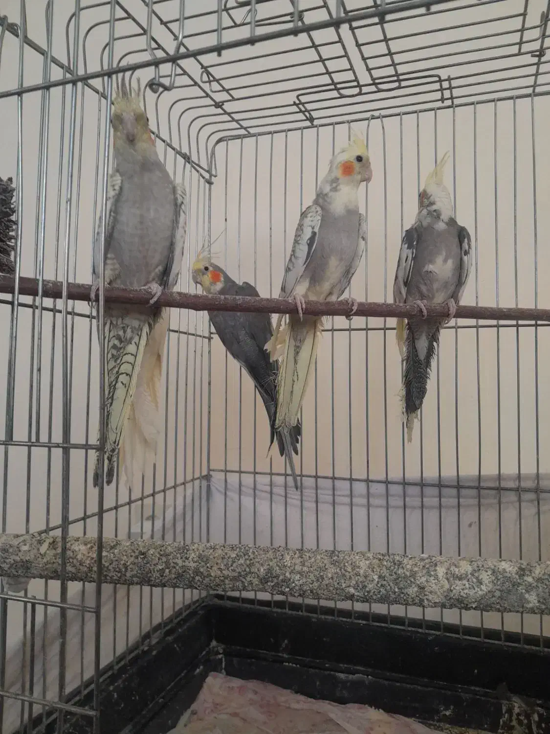 عروس هلندی|پرنده|دماوند, دماوند|دیوار