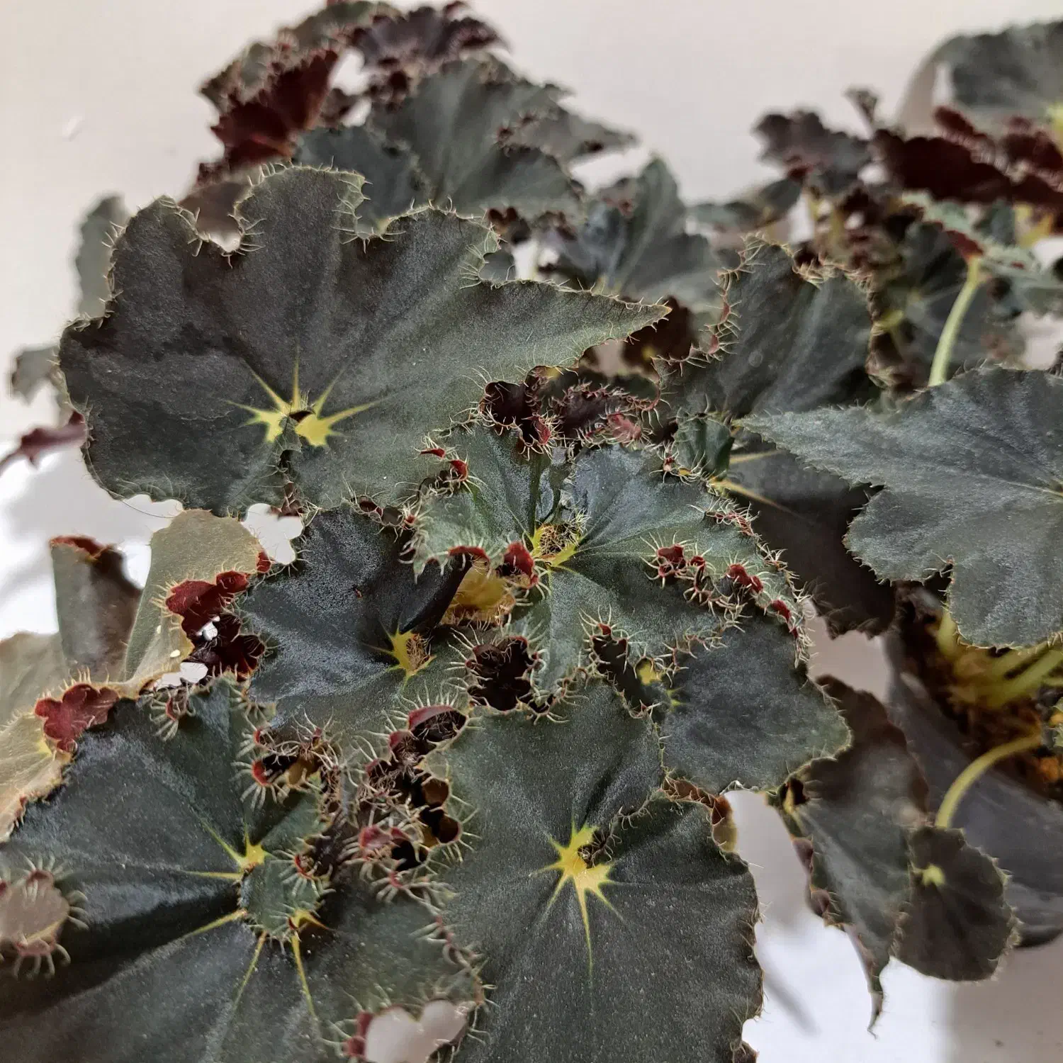 بگونیا بلک حلزونی|گل و گیاه طبیعی|ساری, |دیوار