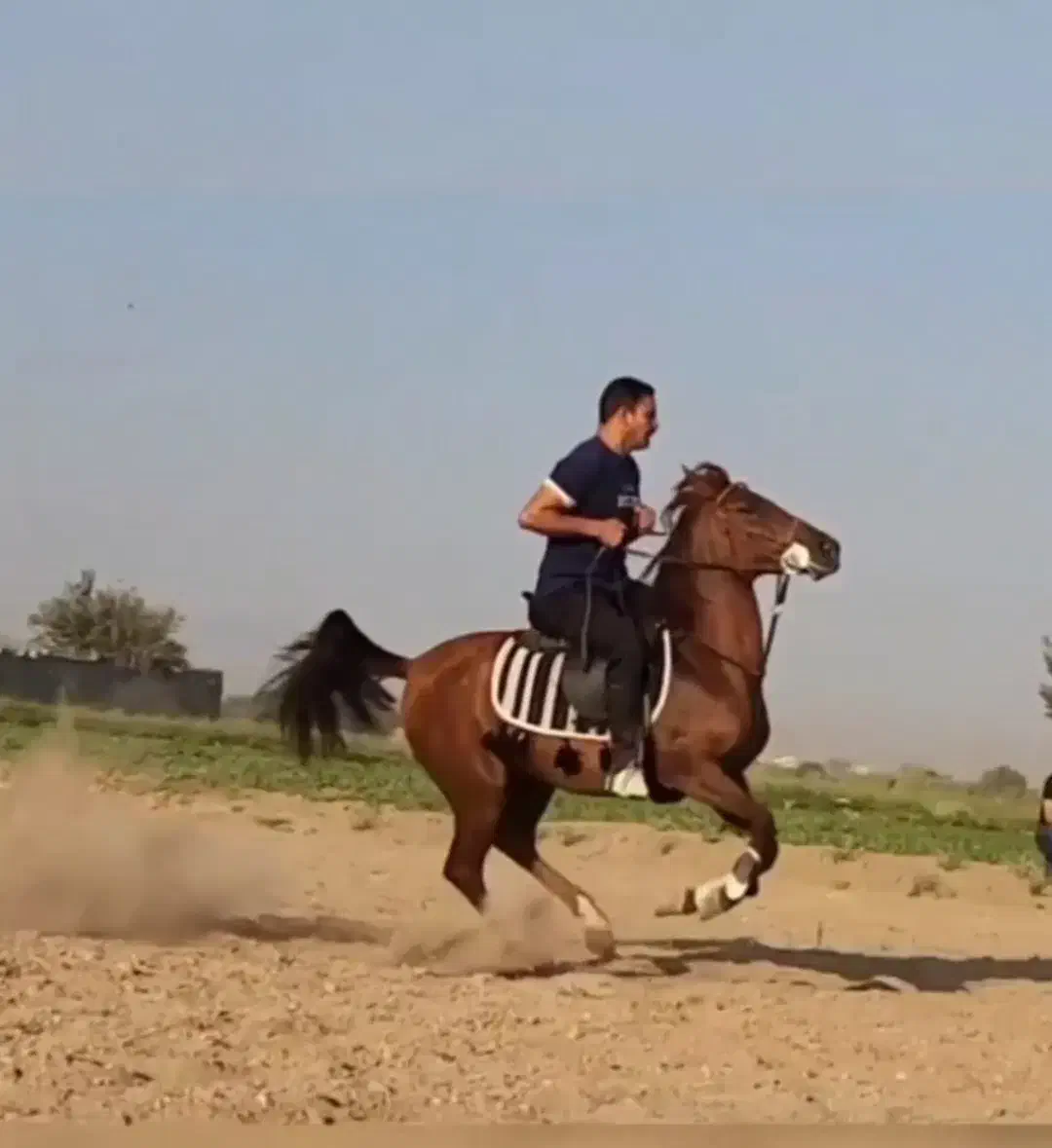 مادیان ترکی سواری دار شکم طلا|اسب و تجهیزات اسبسواری|مرند, |دیوار