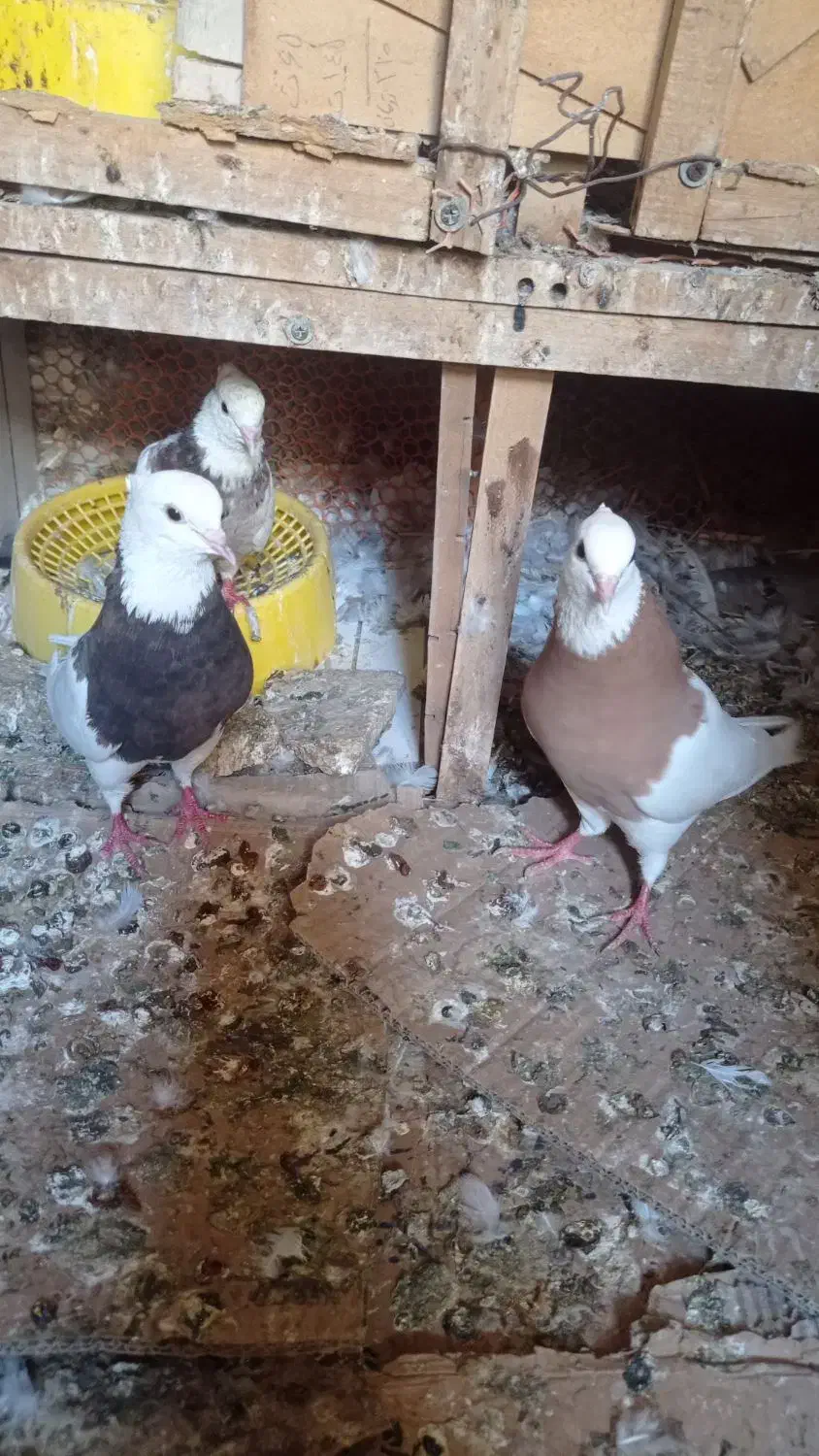 حیوانات|پرنده|آبپخش, |دیوار