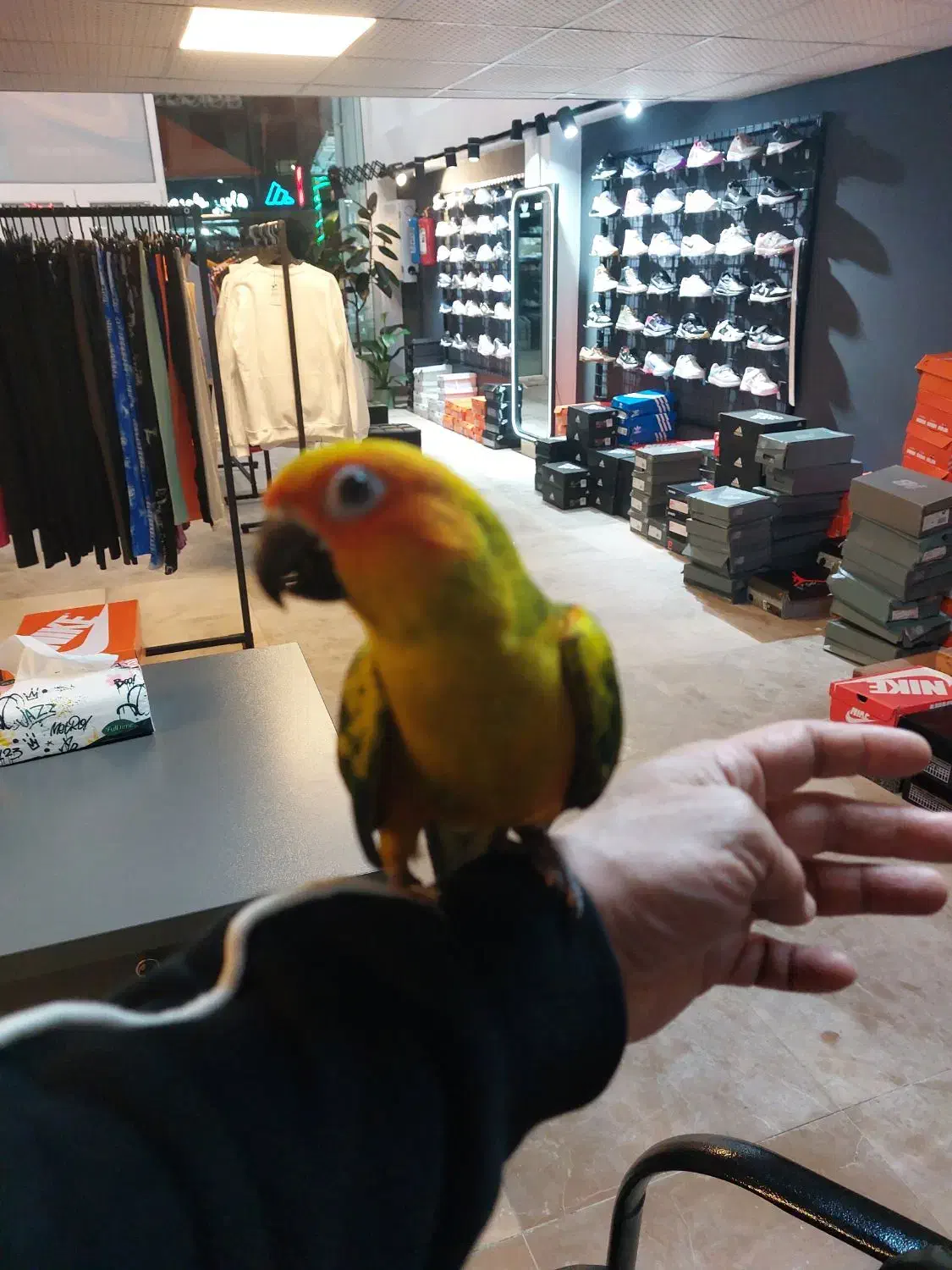 طوطی خورشیدی|پرنده|تهران, یوسفآباد|دیوار