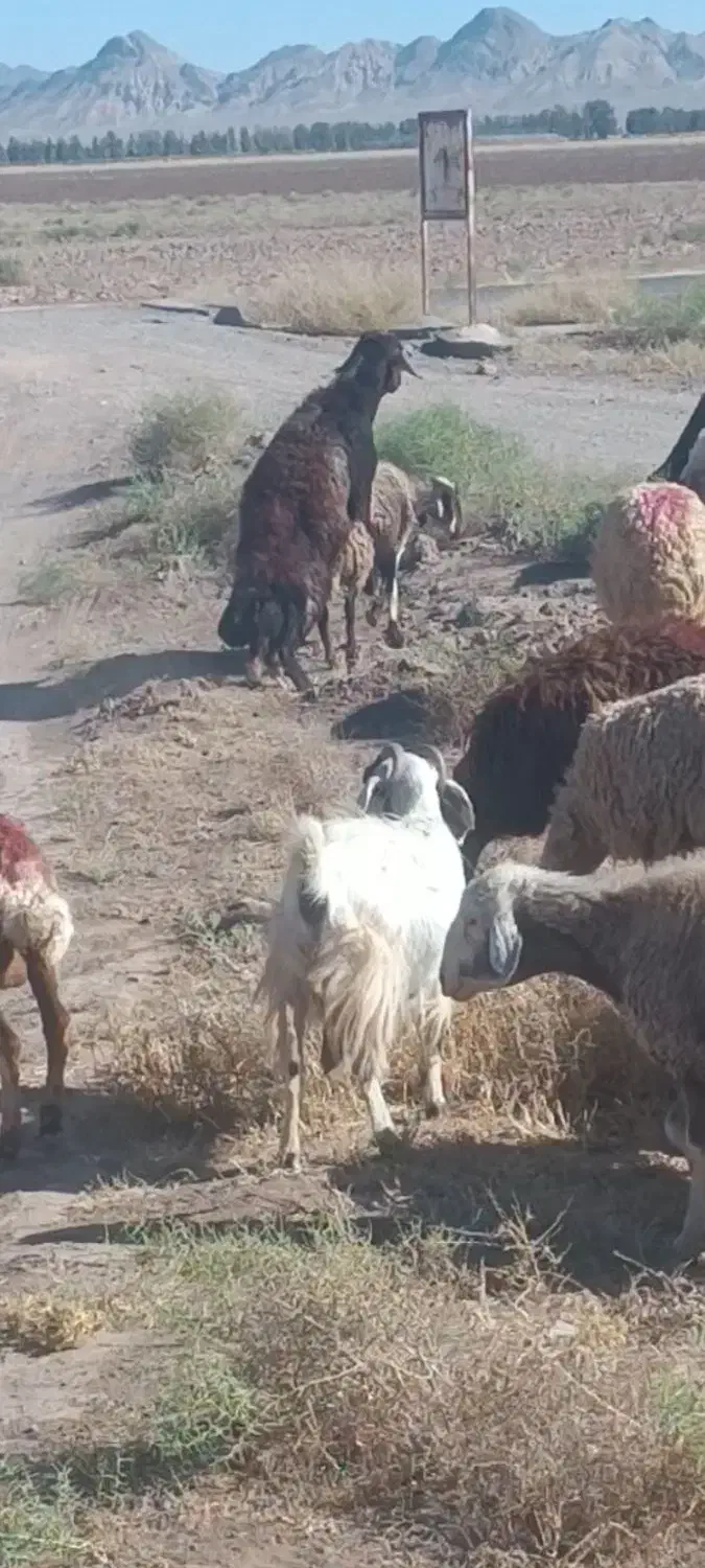 قوچ قرمز|حیوانات مزرعه|رشتخوار, |دیوار